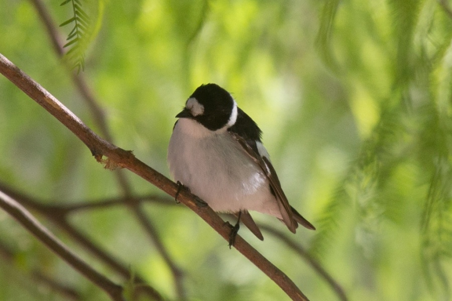 01collared flycatcher male2 1024x683