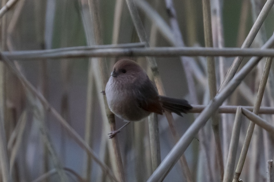 01vionous throated parrotbill 1024x681