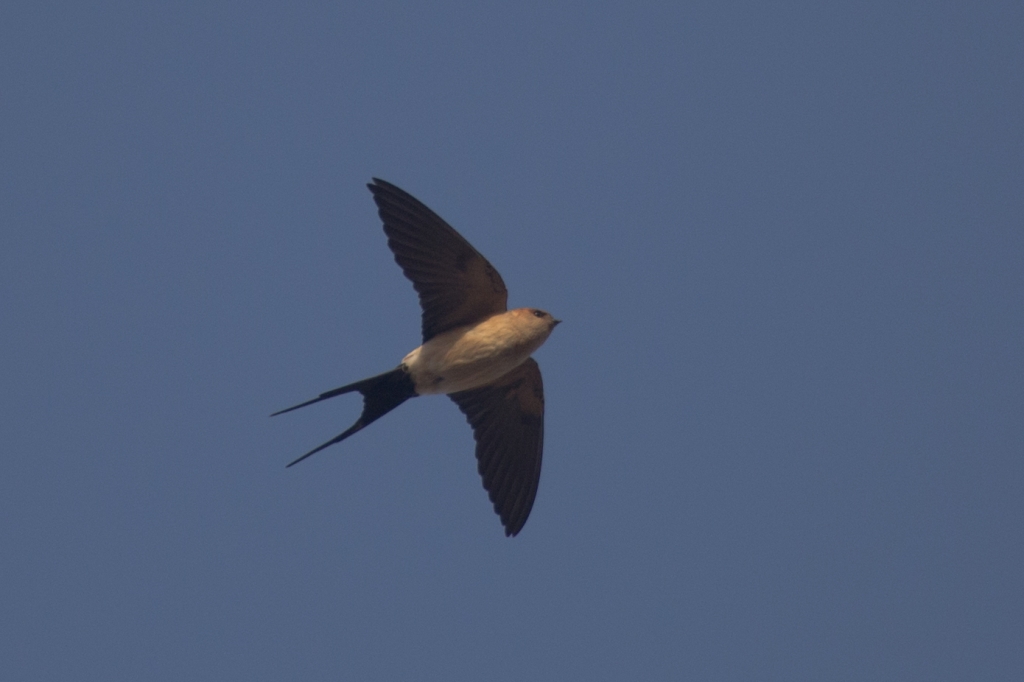 02 red rumped swallow 1024x682