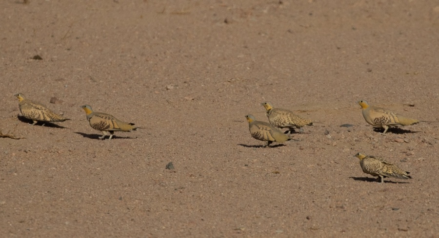 04 spotted sandgrouse 1024x556