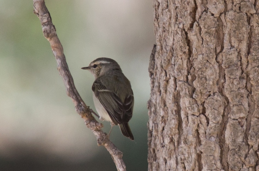 04humes warbler2 1024x679