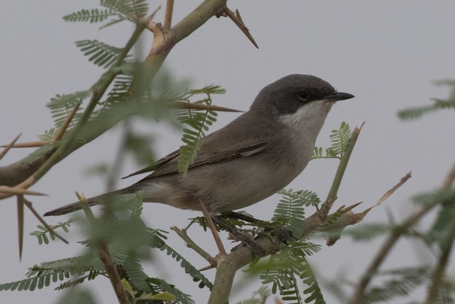 07 humes whitethroat 1024x684
