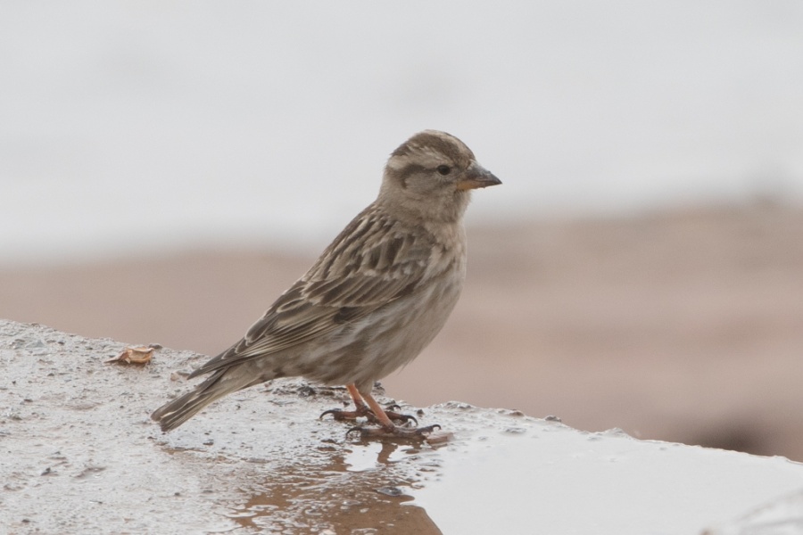 08rock sparrow 1024x683