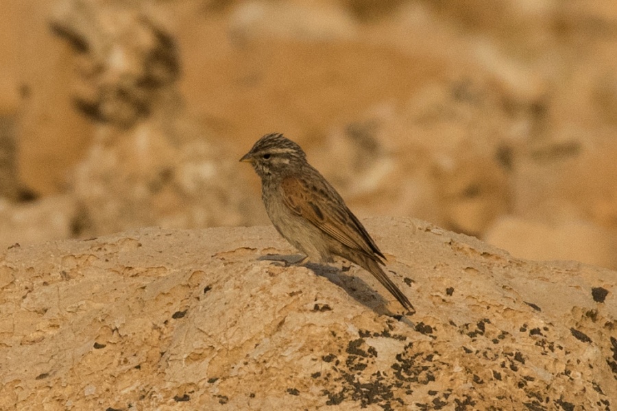 08striolated bunting 1024x683