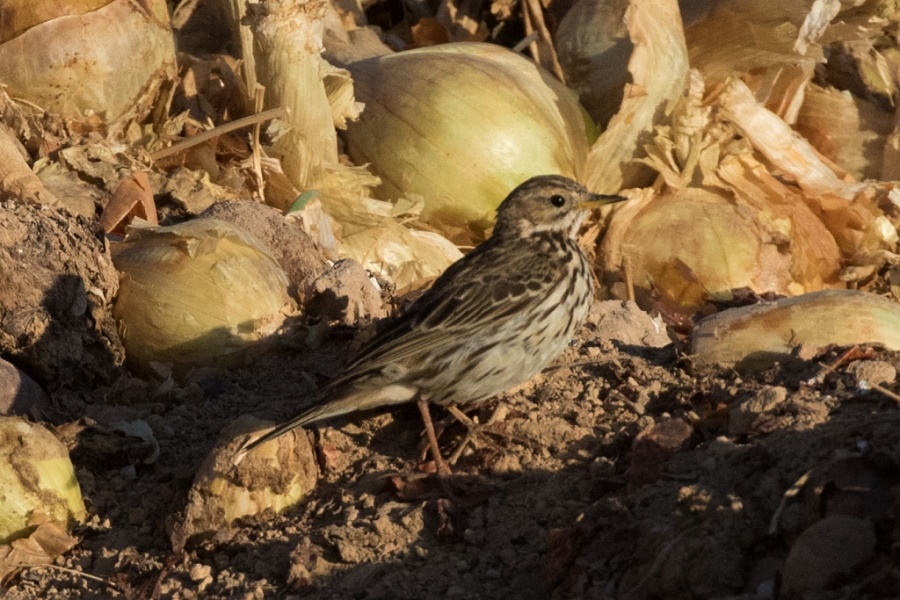 09red throated pipit 1w 1024x683