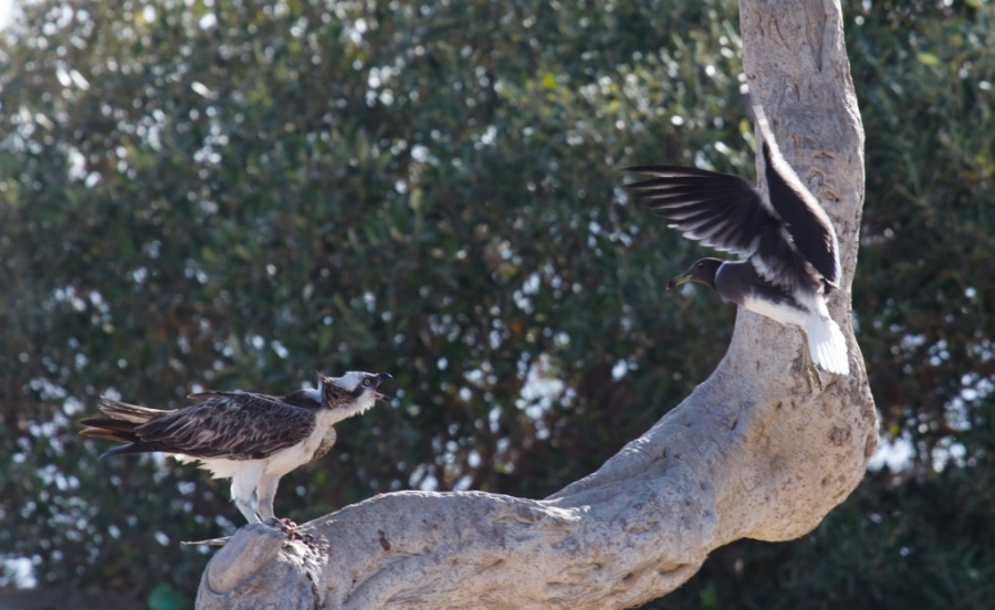 10 osprey vs sooty gull 1024x628