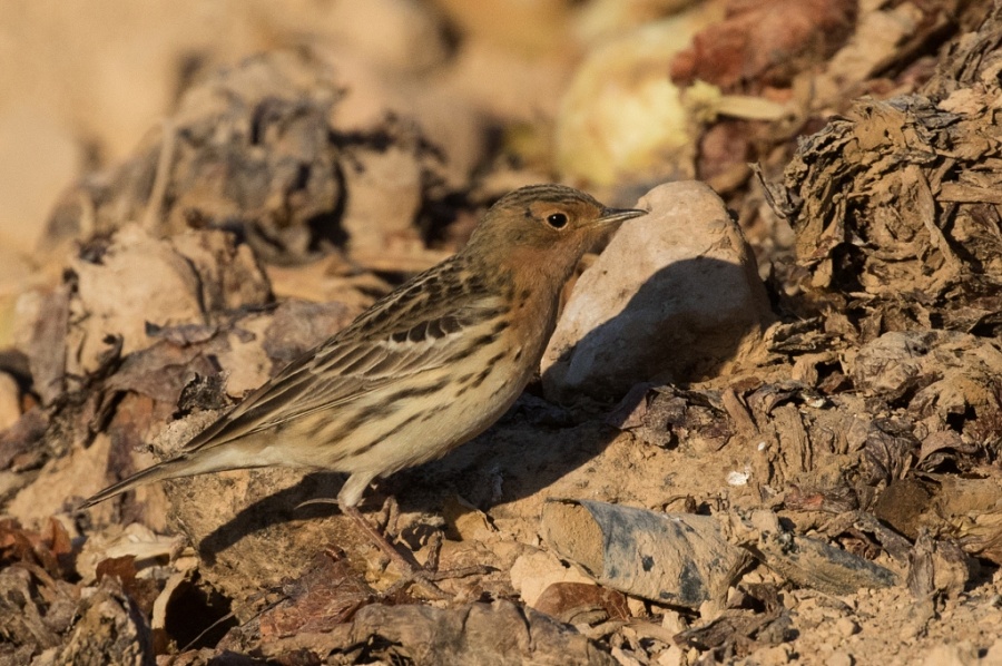 10red throated pipit 1024x680