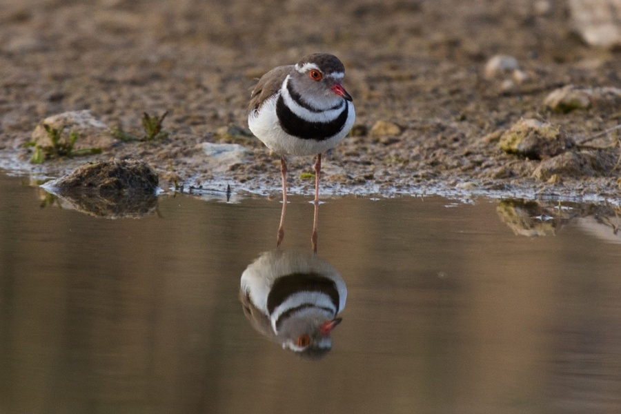 11 three banded plover 1024x683