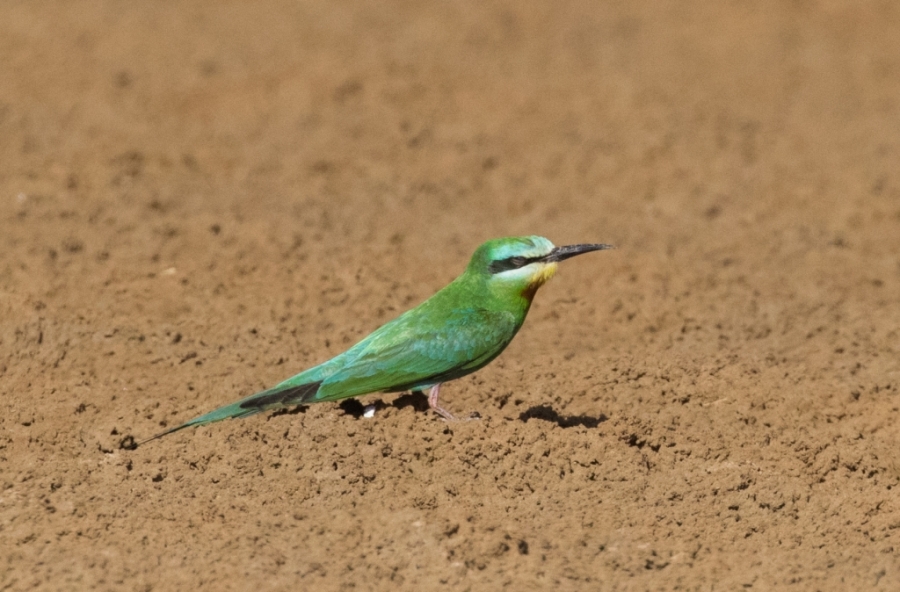 12 blue cheeked bee eater 1024x674