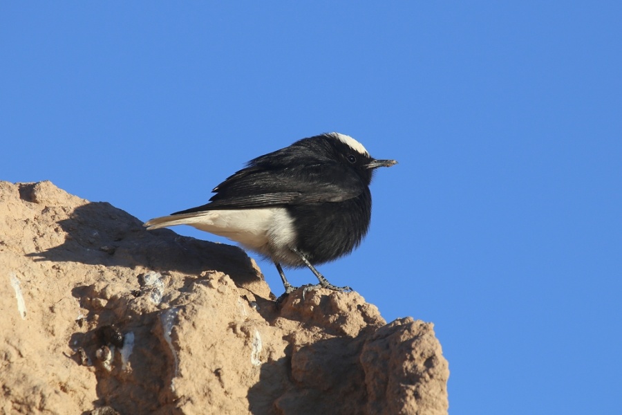 8 White crowned Wheatear