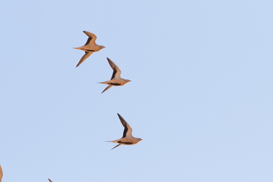 3 Spotted Sandgrouse