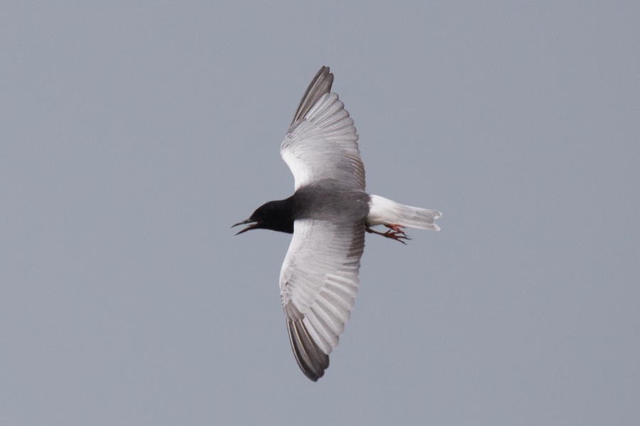 17 white winged tern 1024x683