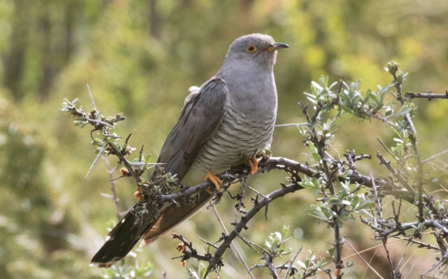 18 common cuckoo 1024x638