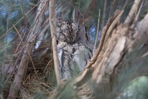 1 Pallid Scops Owl Dream species