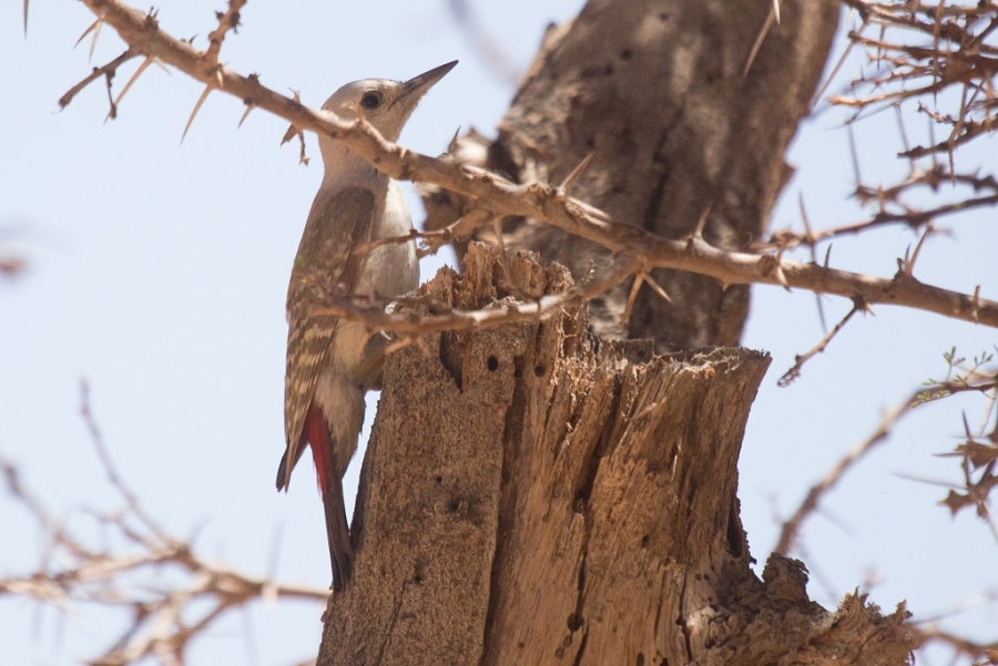 20 african grey woodpecker 1024x684