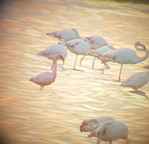 2 Lesser Flamingo