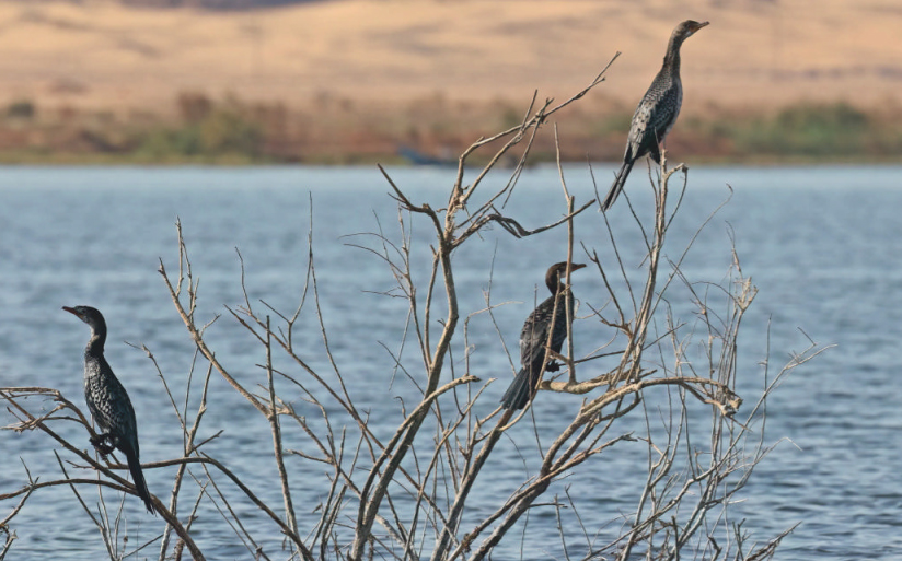 birdwatching kormorani dlouhoocasi