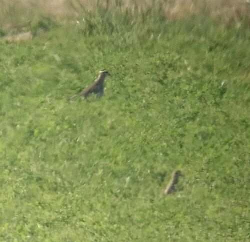 3 Sociable Lapwing and Pacific Golden Plover