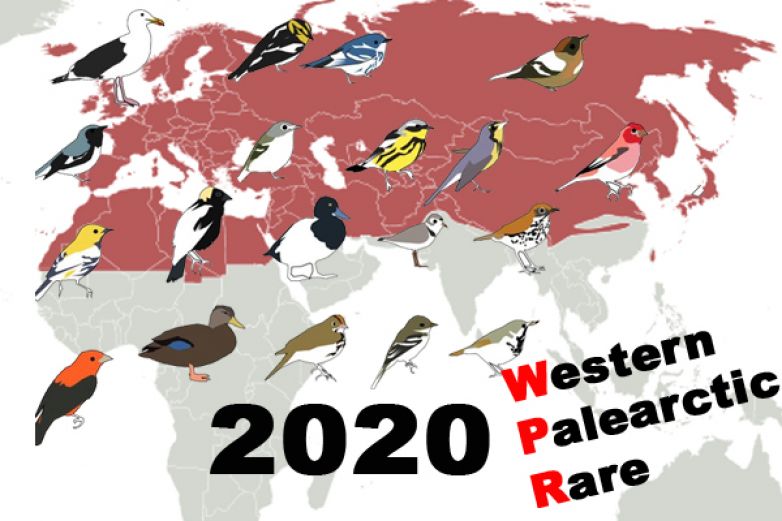 Rarity Western Palearctic 2020