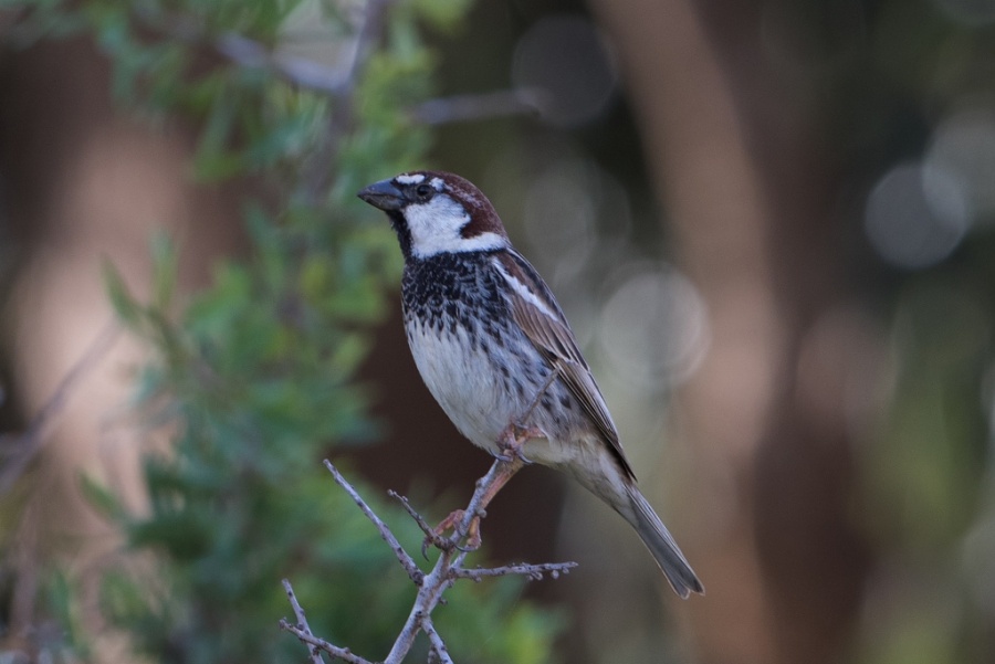 02 spanish sparrow male 1024x684