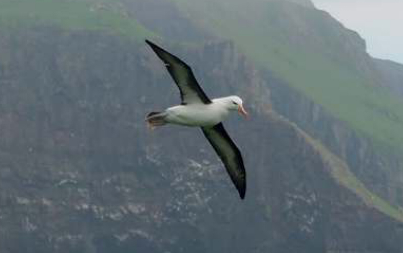 03 albatros