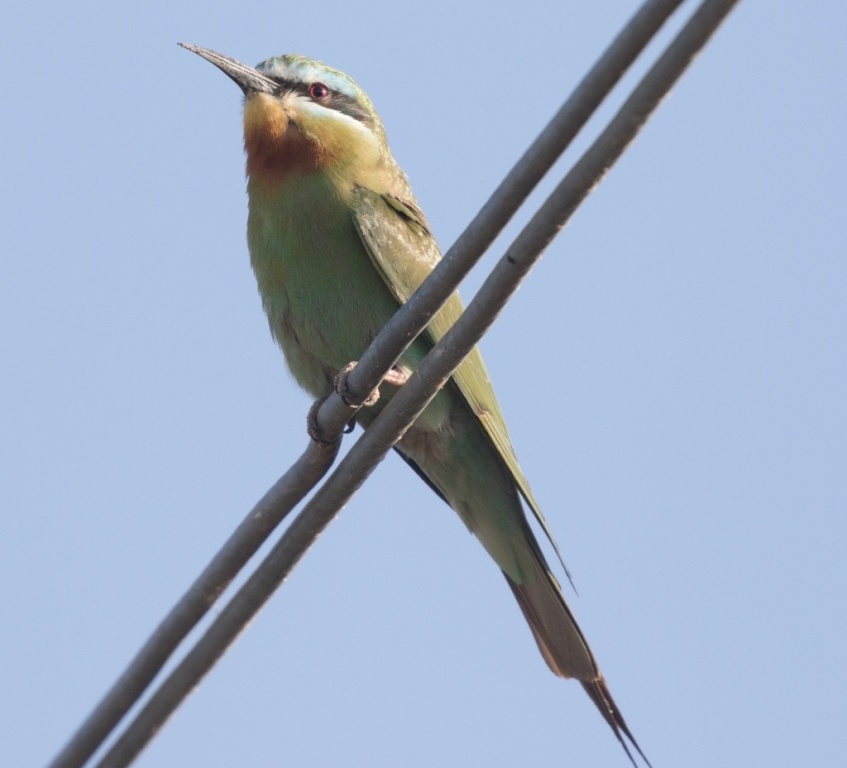 03 blue cheeked bee eater 1 1024x928