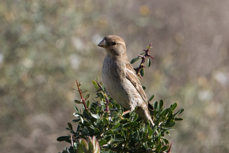 03 spanish sparrow female 1024x684
