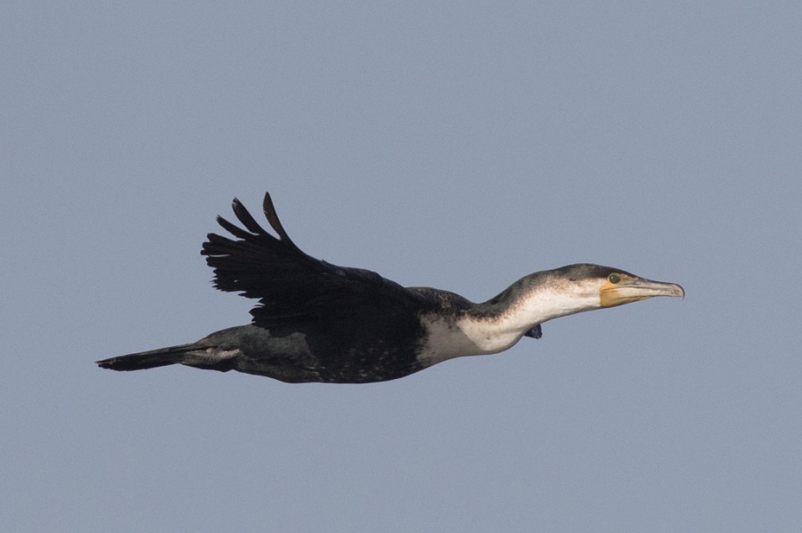 03 white breasted cormorant adult 1024x682