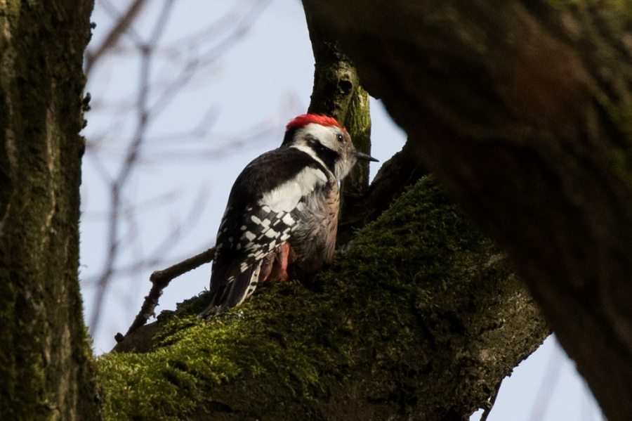 04middle spotted woodpecker 1 1024x682