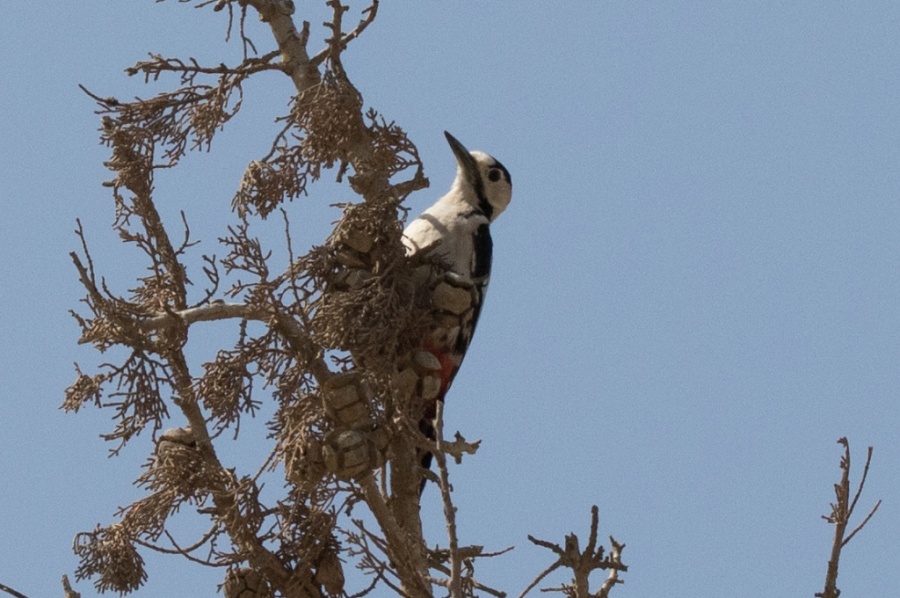 06syrian woodpecker 1024x680