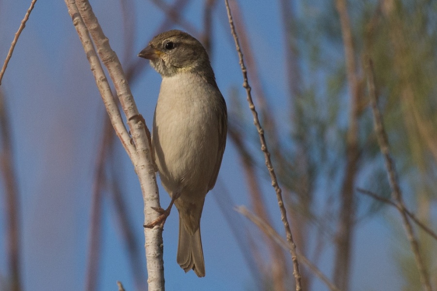 07deadsea sparrow female 1024x682