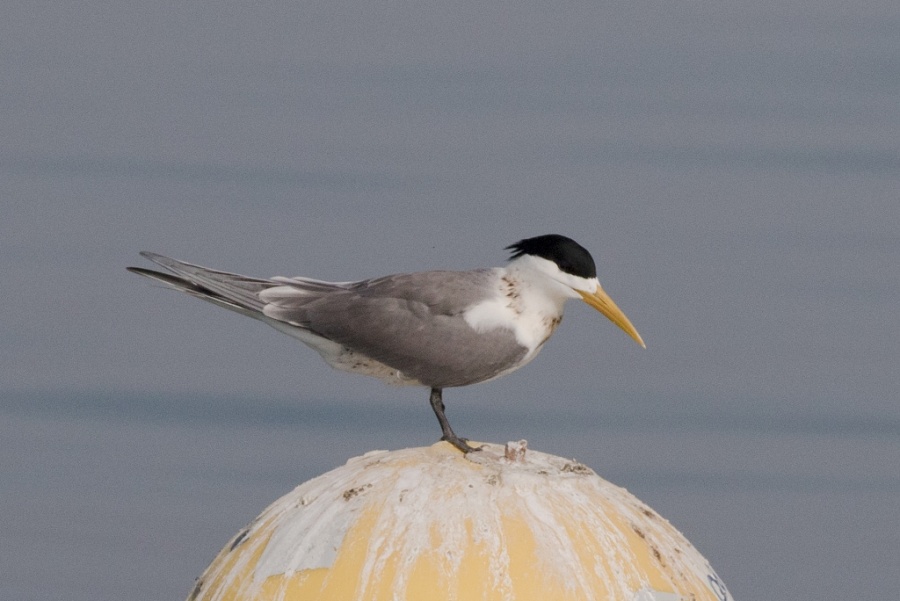 08 greater crested tern 1 1024x684