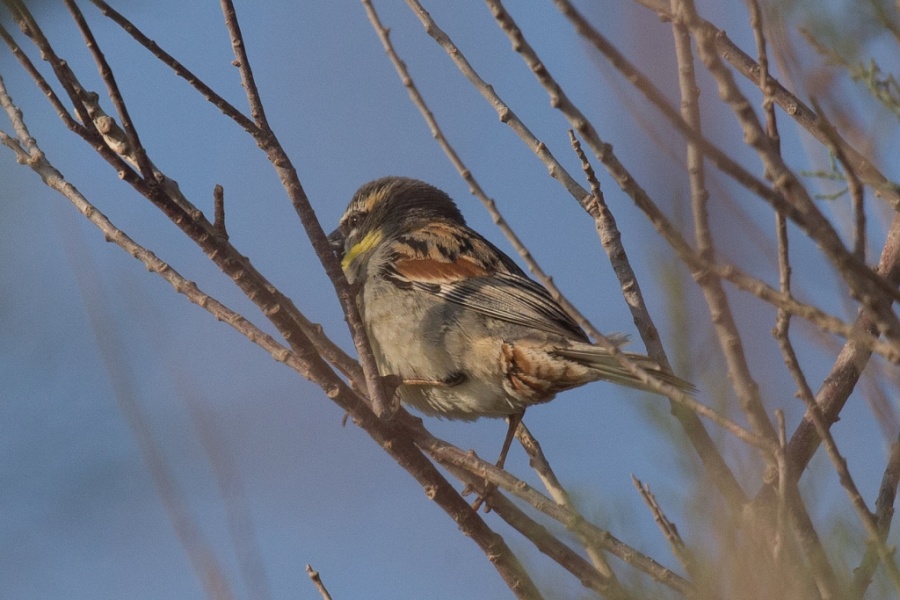 08dead sea sparrow male 1024x683