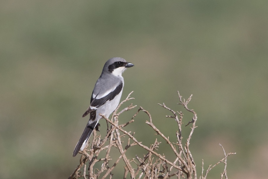10 southern grey shrike algeriensis 1024x684