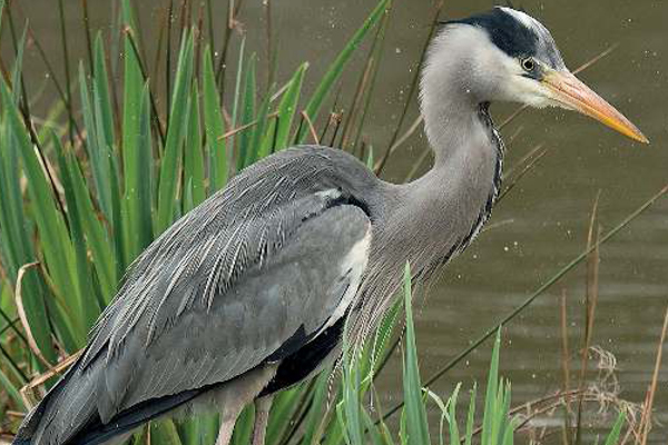 Ptáci - Volavky a jim podobní