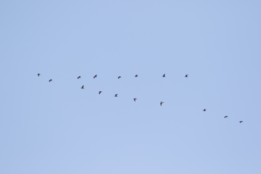 11 bald ibis flock 1024x683