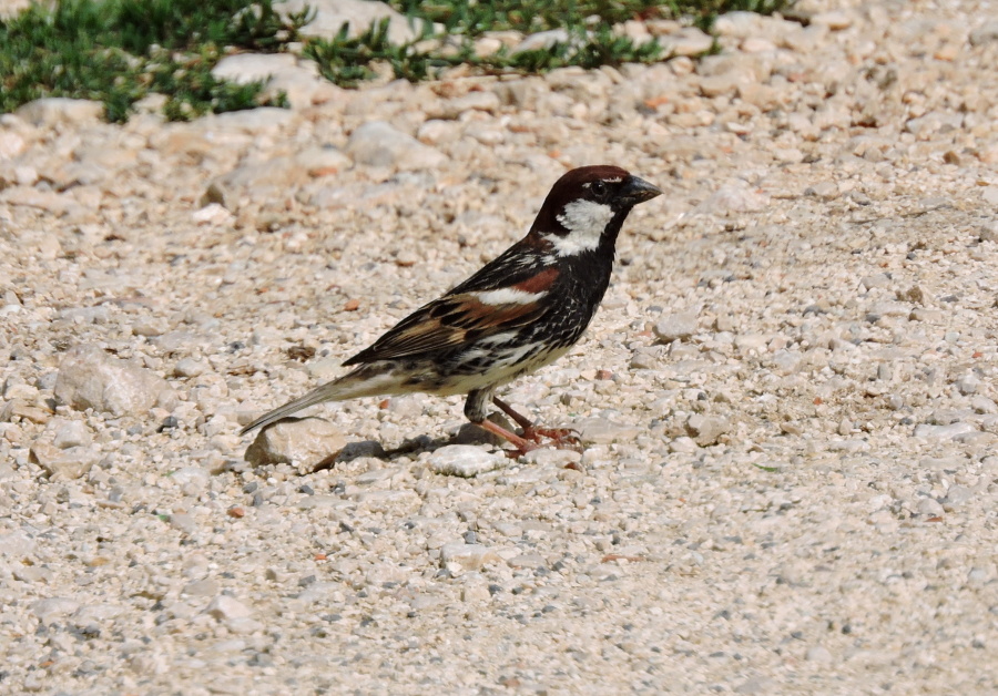 37. Vrabec pokřovní Spanish sparrow Passer hispaniolensis 2