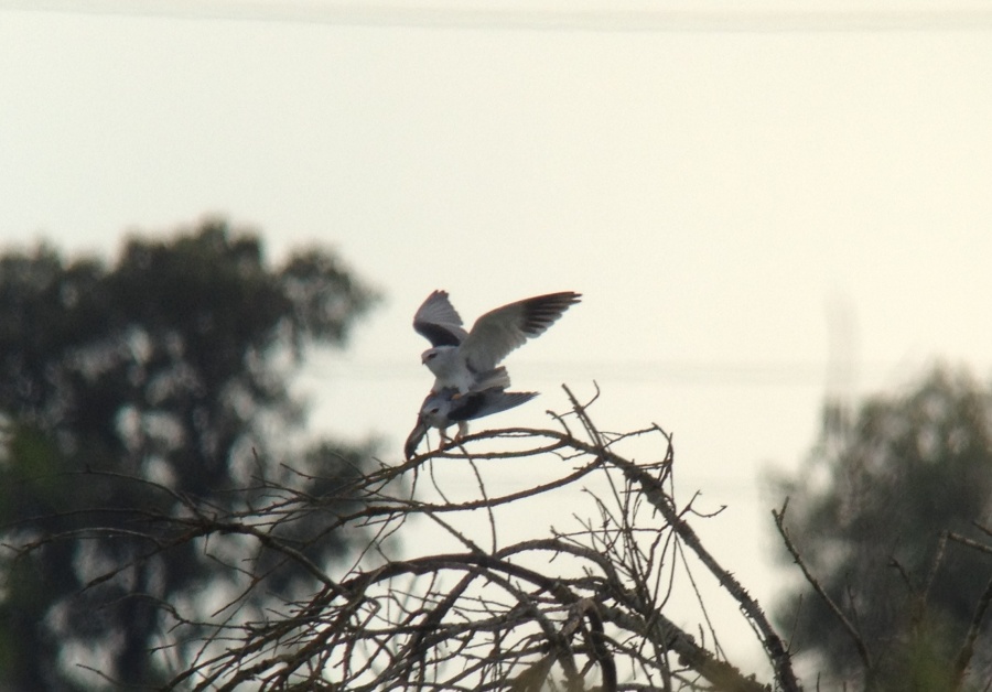 45. Luněc šedý Black winged kite Elanus caeruleus