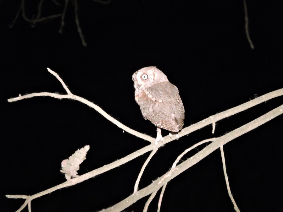 64. Výreček malý Eurasian scops owl Otus scops