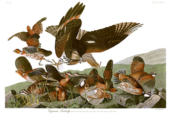 John James Audubons Plate 76 Birds of America Virginian Partridge