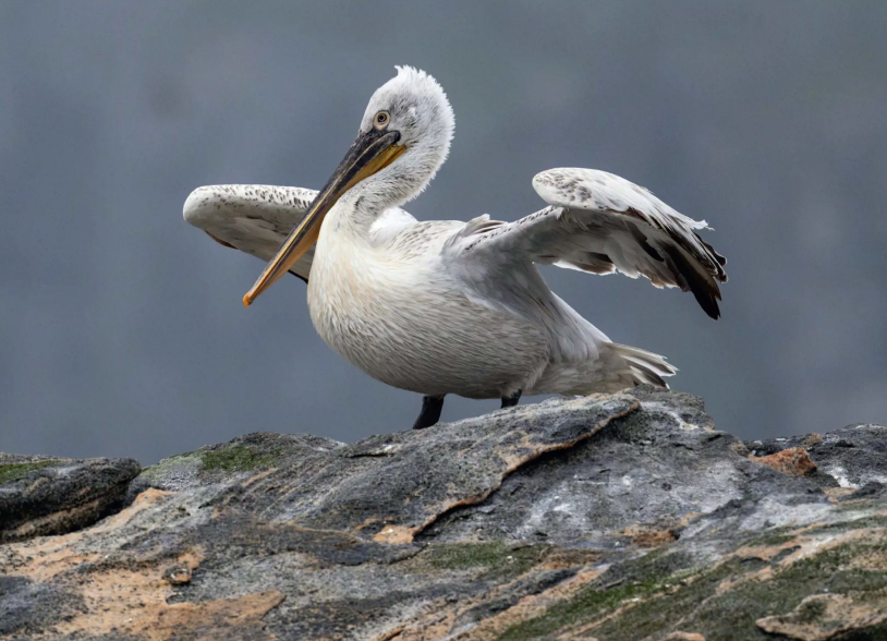 birdwatcging pelikan.kaderavy