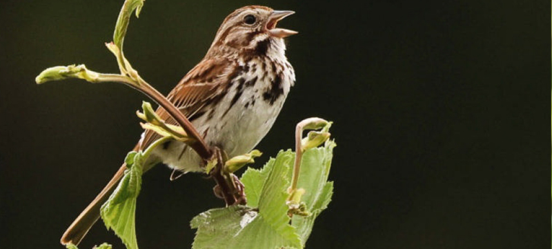 birdwatcging strnadec zpevny