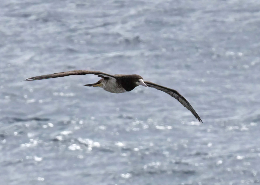 birdwatch terej zlutonohy