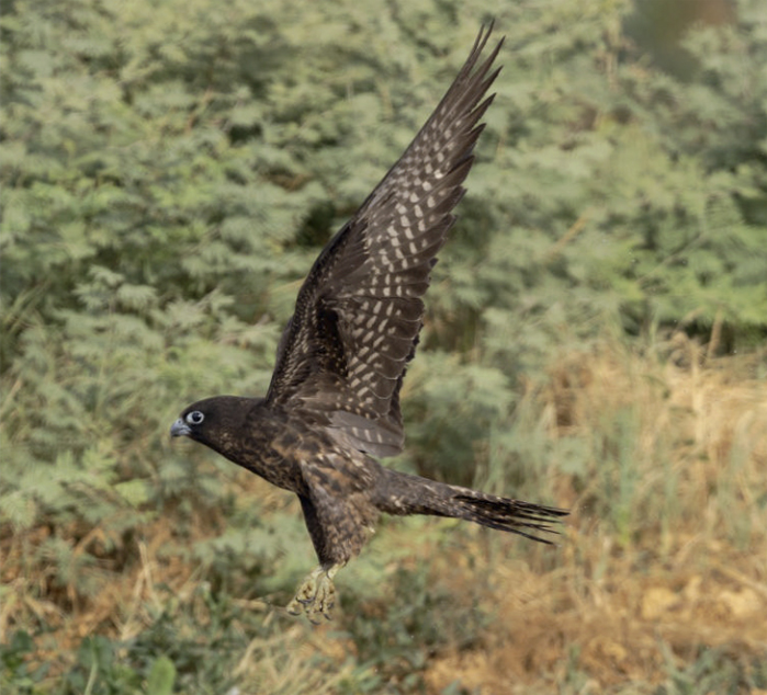 birdwatchibg ostriz jizni stpen 25