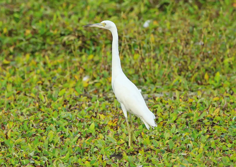 birdwatching volavka modroseda