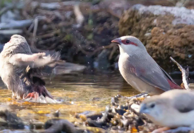 birdwatching astrildi