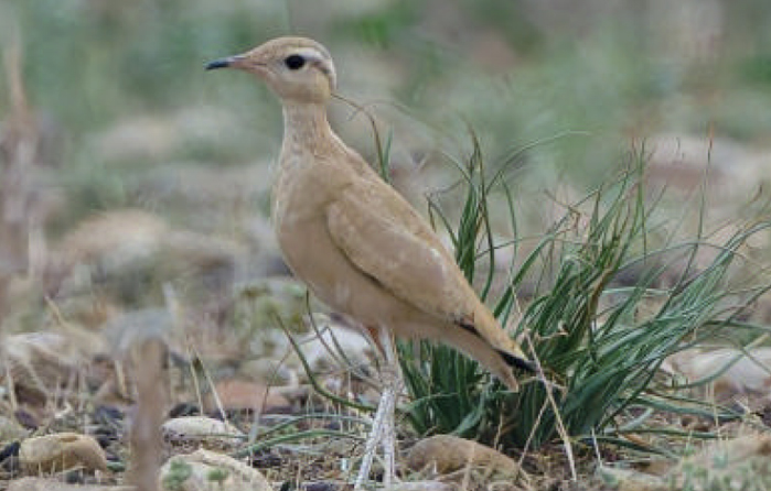 birdwatching behulik plavy srpen 25