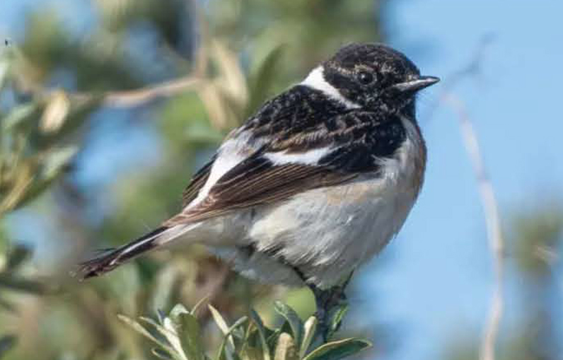 birdwatching bramboenicek sibirsky duben