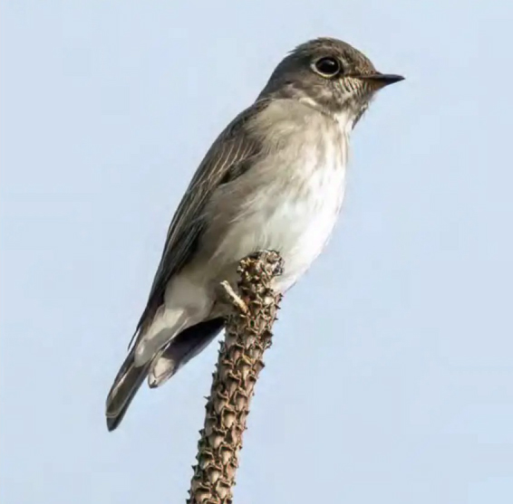 birdwatching lejsek