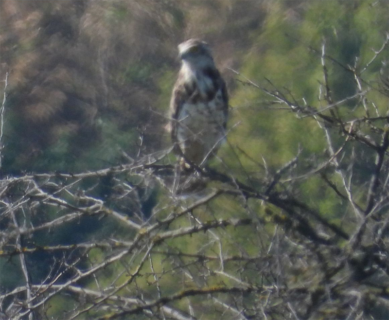 birdwatching orlik1